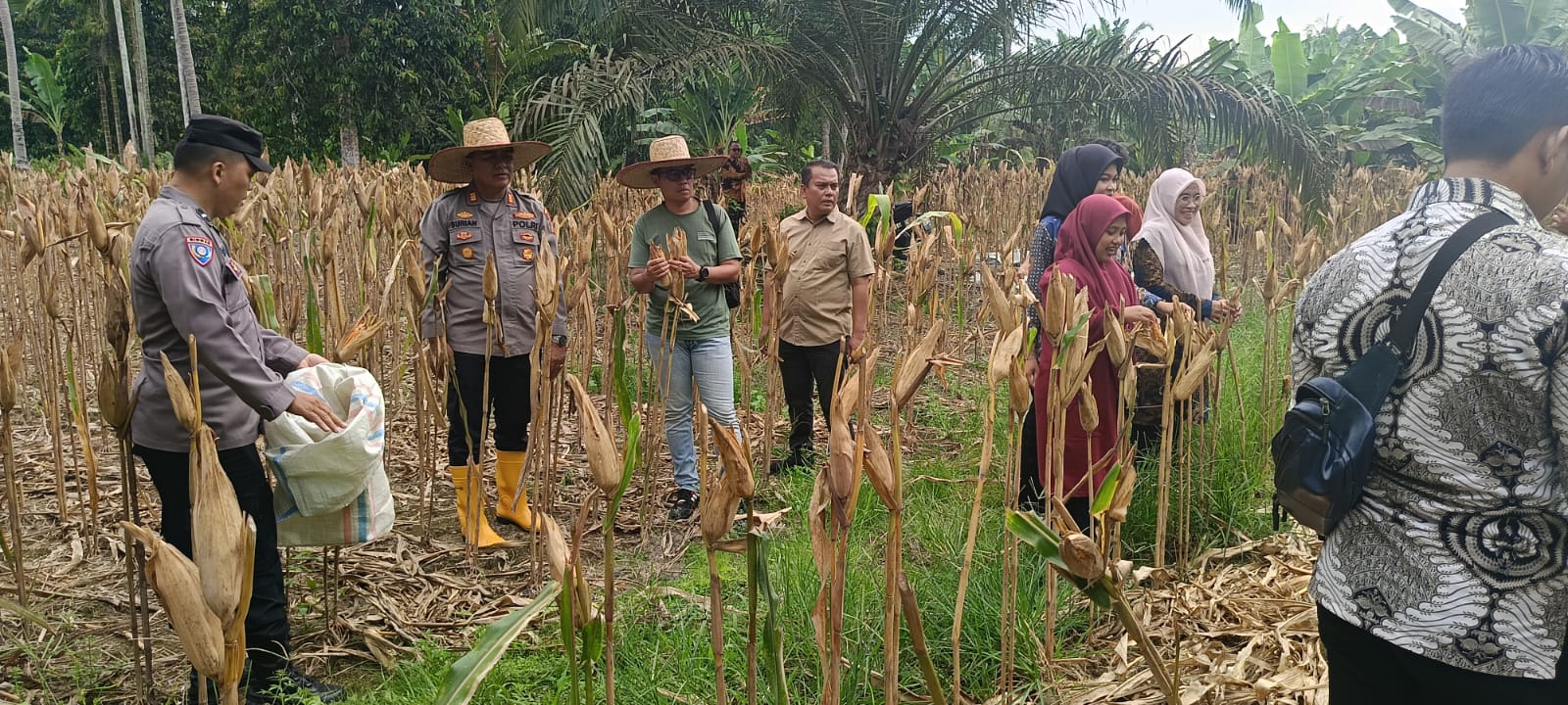 POLSEK AIR JOMAN DUKUNG KETAHANAN PANGAN MELALUI PANEN JAGUNG DI DESA BANGUN SARI