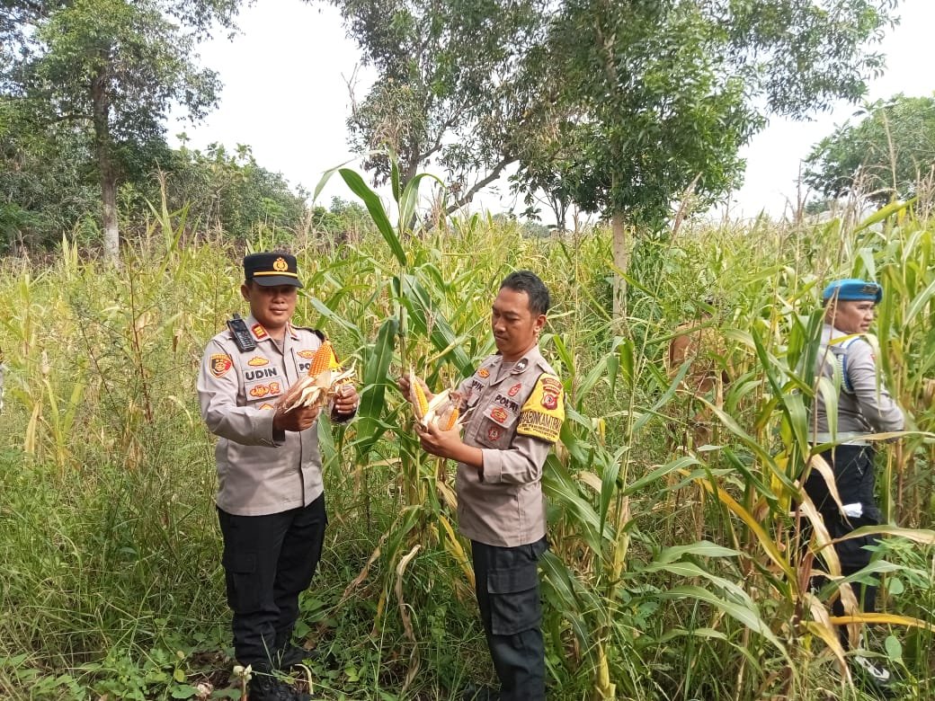 Polsek Pamanukan Tinjau Lahan Jagung di Desa Binaan, Dukung Swasembada dan Ketahanan Pangan Nasional‎
