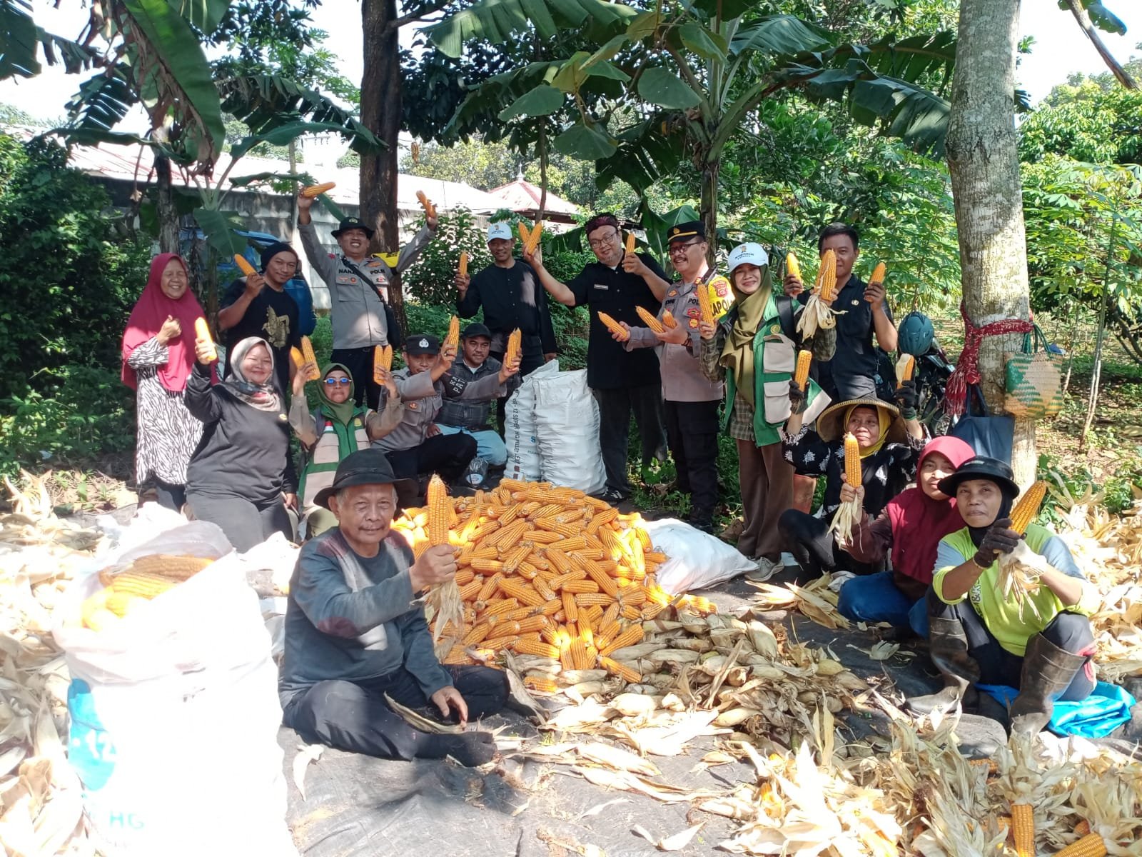 Polsek Jajaran Polres Subang Laksanakan Panen Jagung Dukung Ketahanan Pangan Nasional